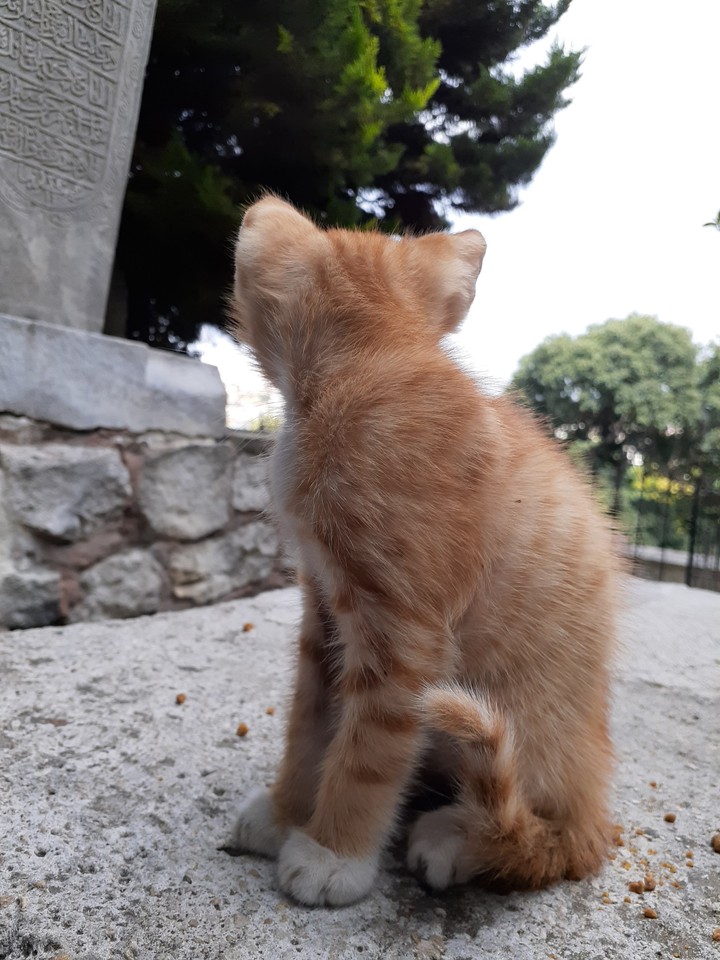 cat