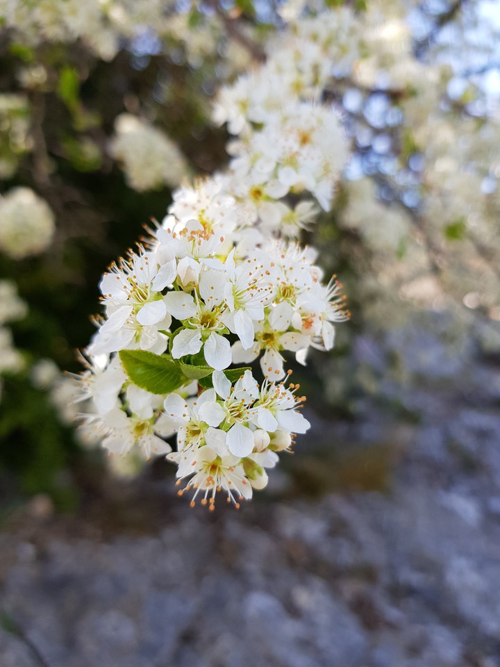 fleurs