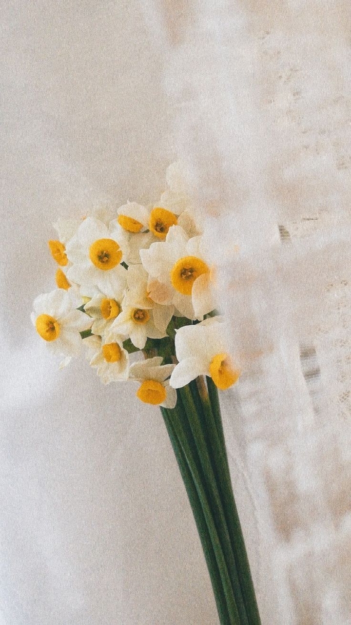 flower, petal wallpapers
