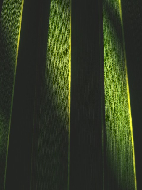 Leaf of Shadow.