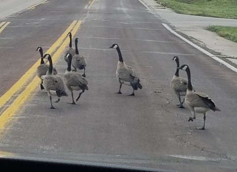 Geese