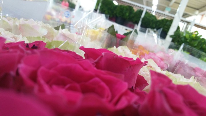 rose