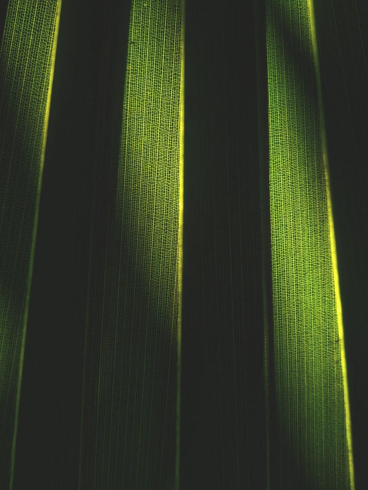Leaf of Shadow.