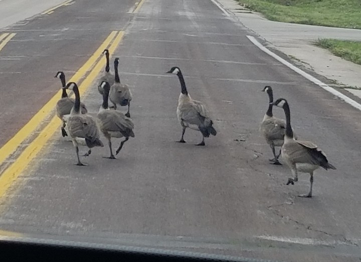 Geese