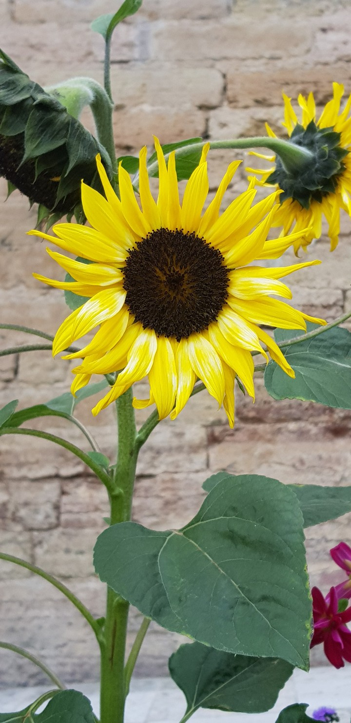 sunflower