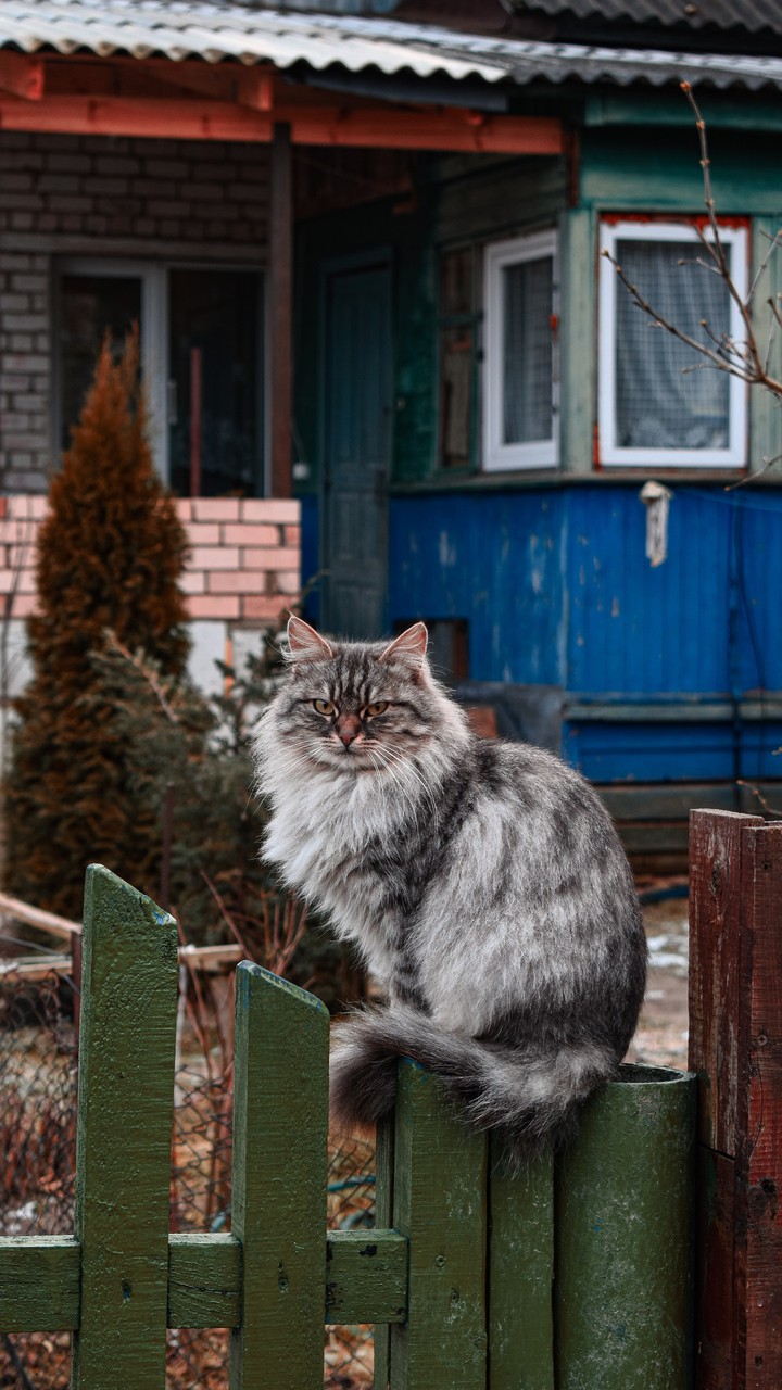 cat