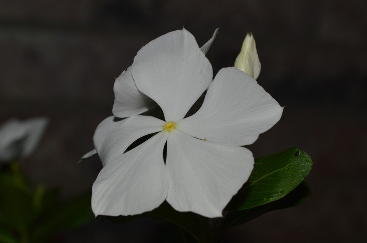 white flower