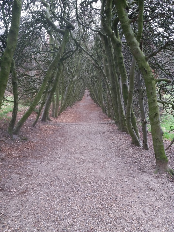 trees