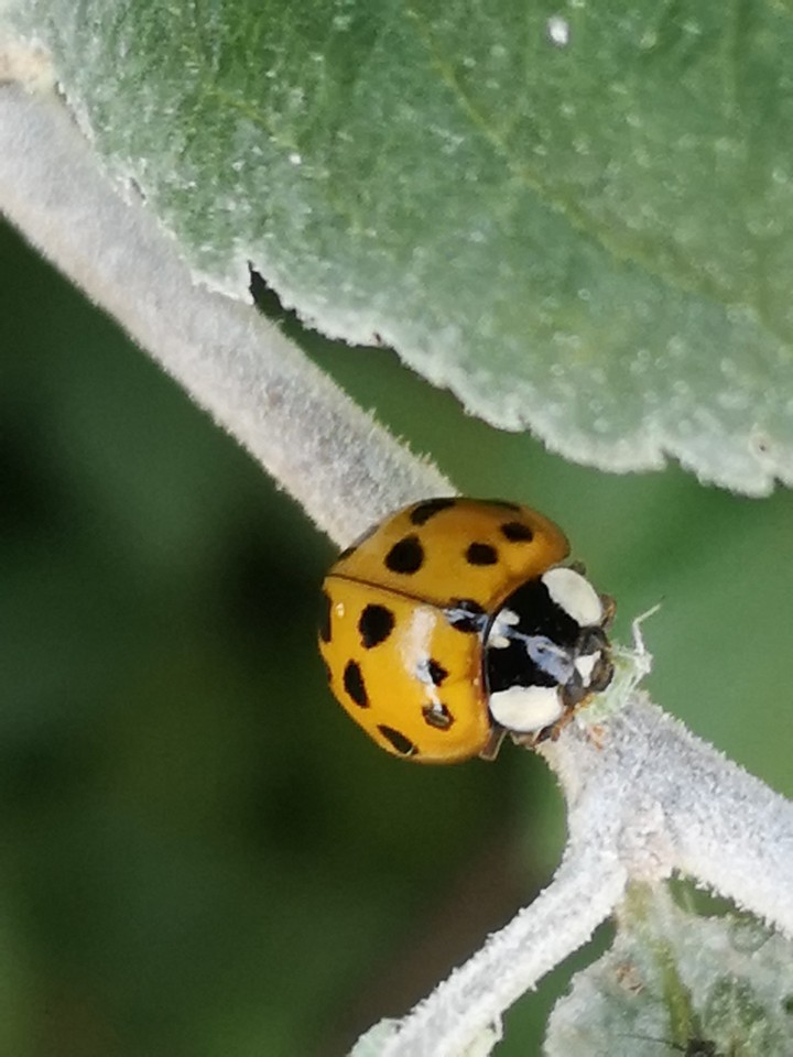 Marienkäfer mit Blattlaus