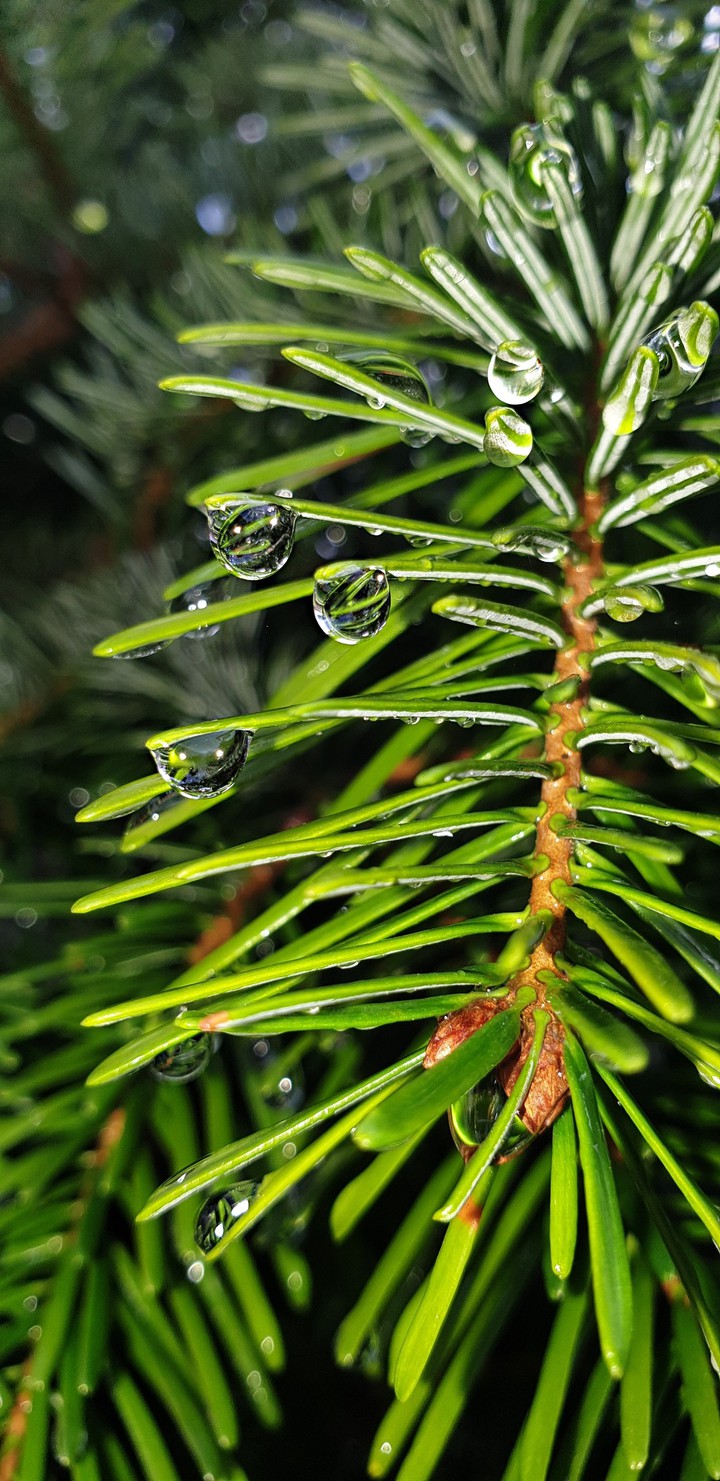 Conifer