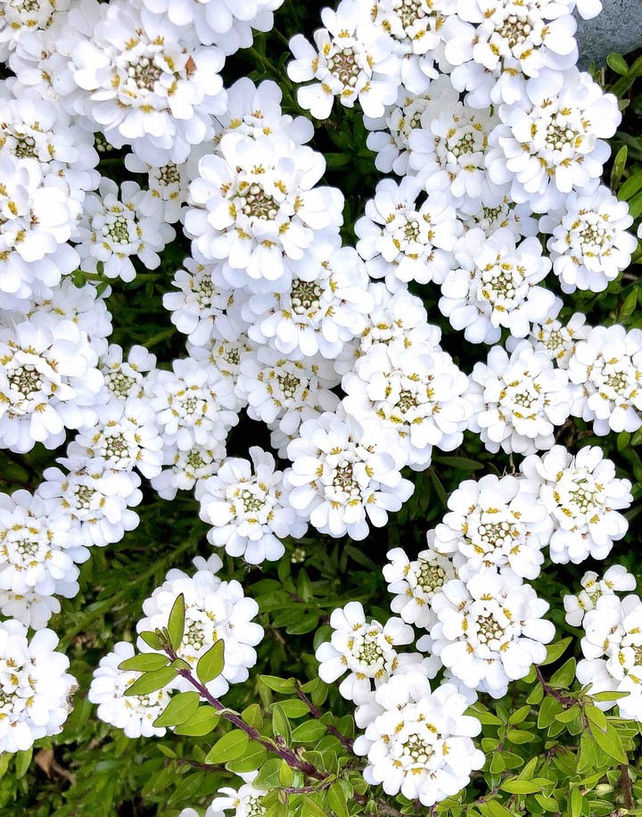 White summer flowers