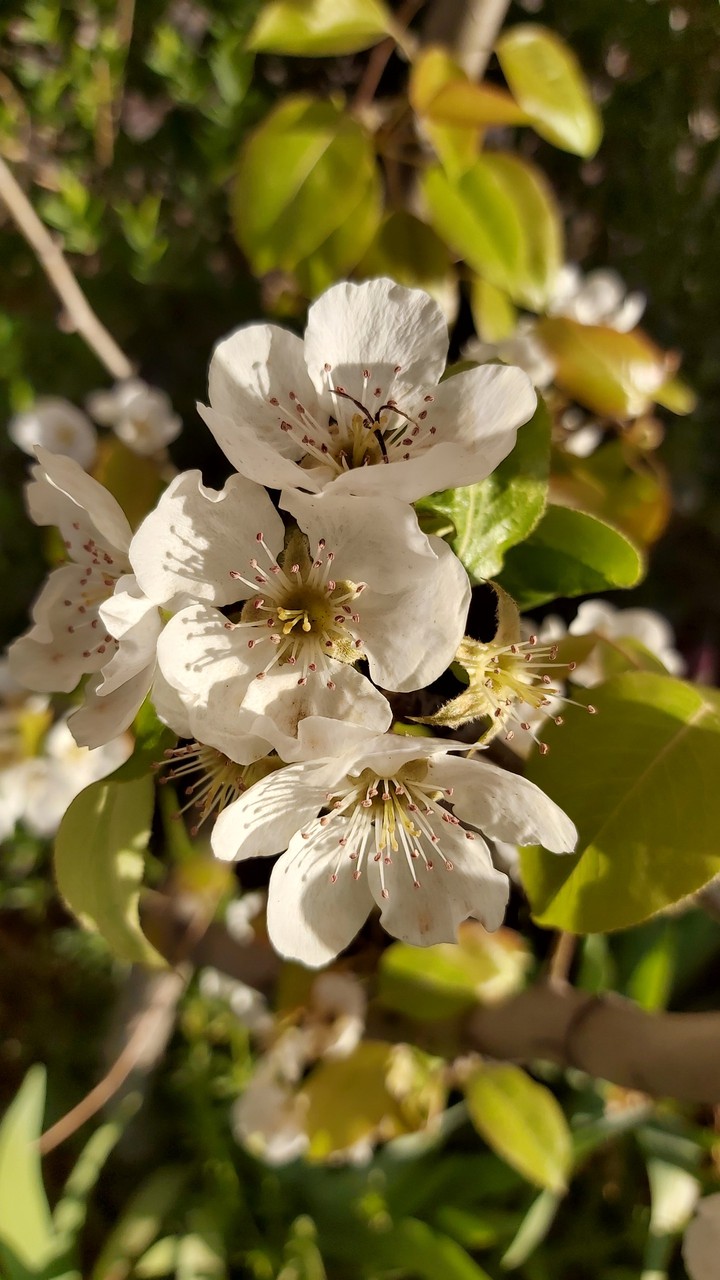 blossoms