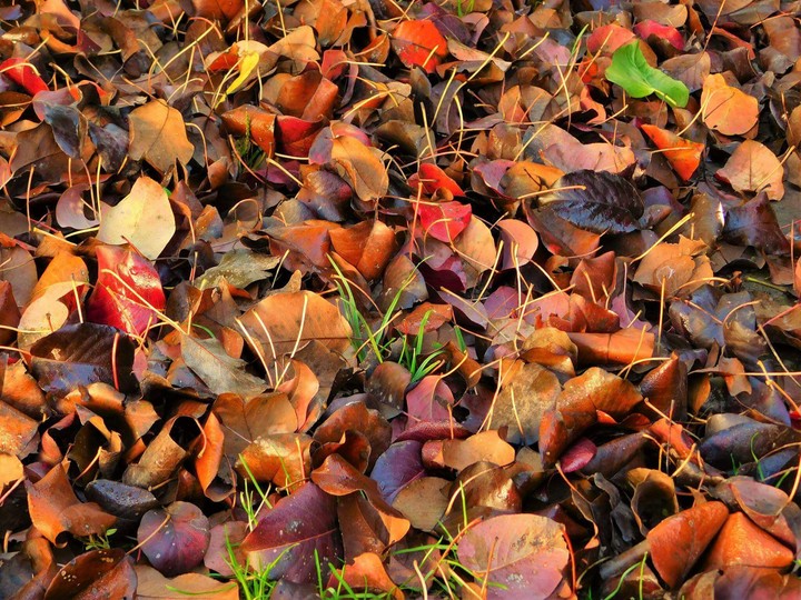 autumn leafs