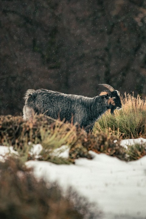 goat, caprinae duvar kağıtları