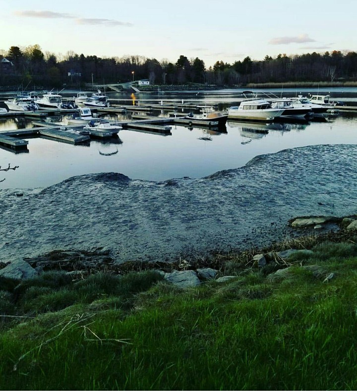 Sailboats at Sunset