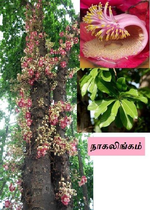 நாகலிங்க மரம்