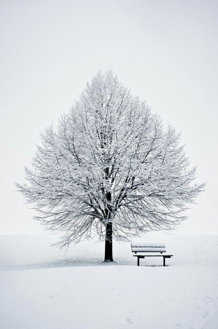 snow tree