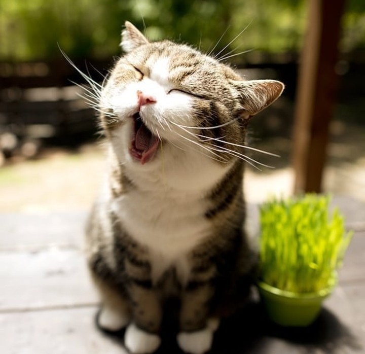 KITTEN