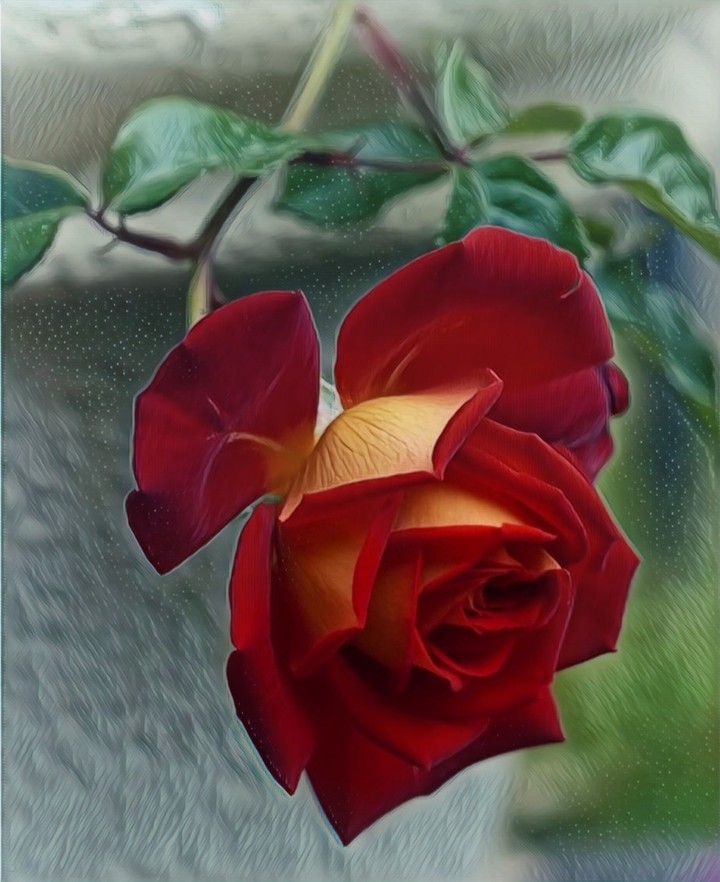 rose...