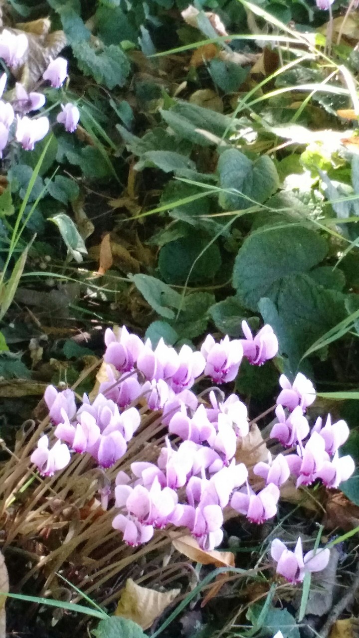 pretty flower