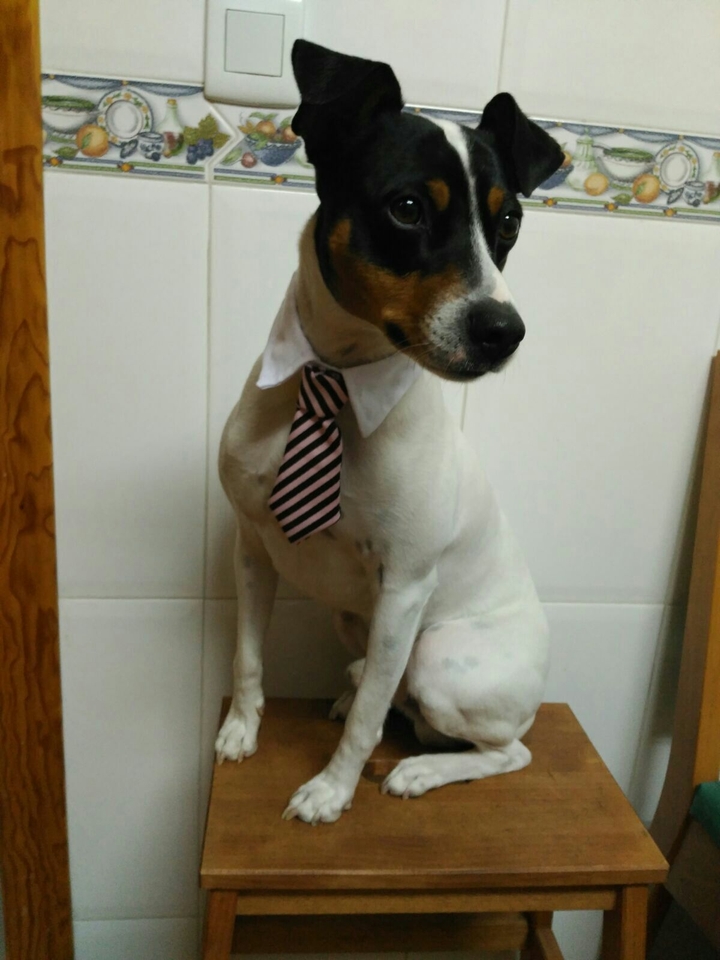 Elegancia