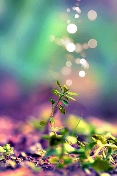 nature
