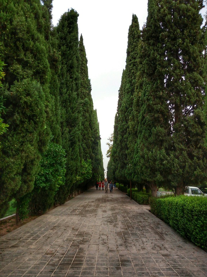 Cypress