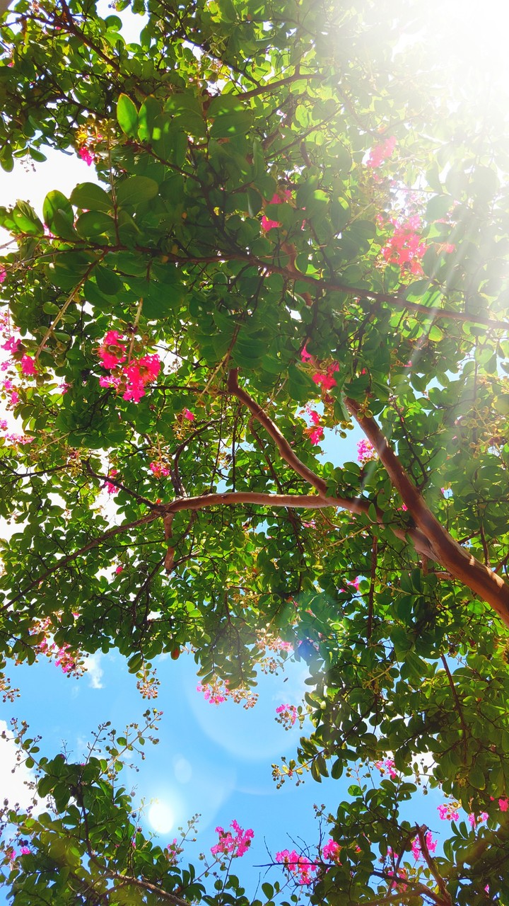 flower n tree