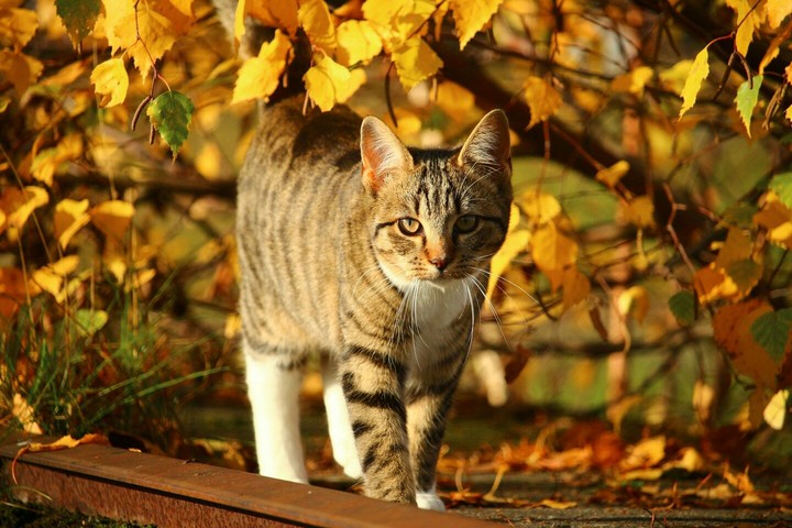 cat