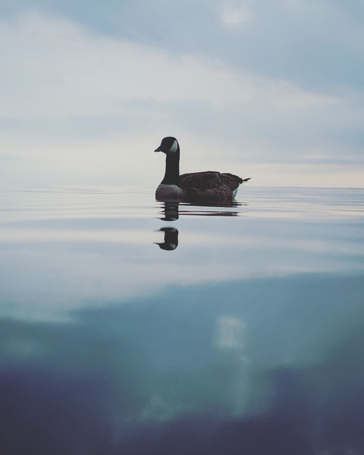 pristine