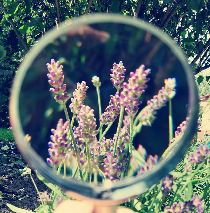 Lavender
