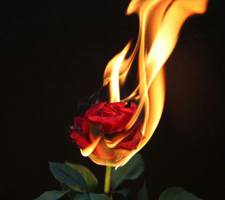 rose flower