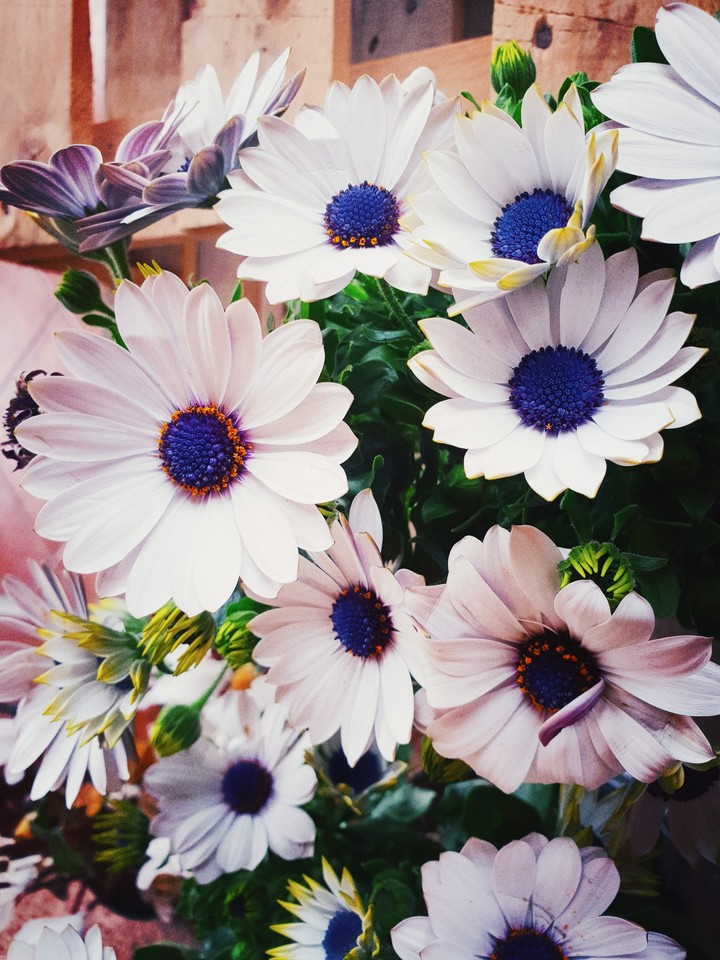 Scoperte di Primavera