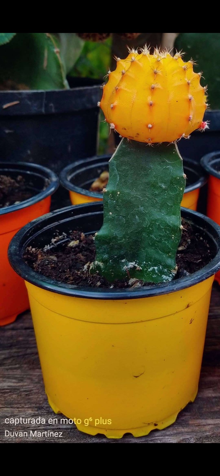 Cactus