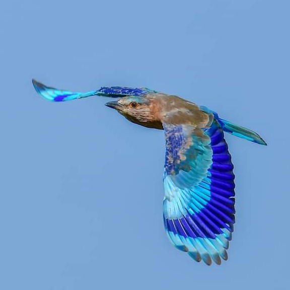 Flying