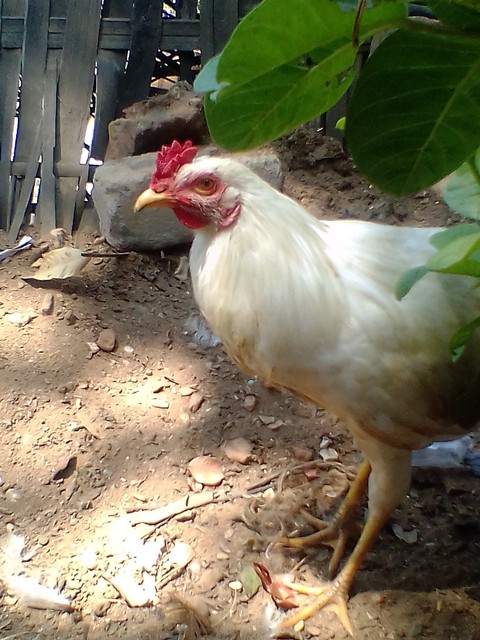 white cock