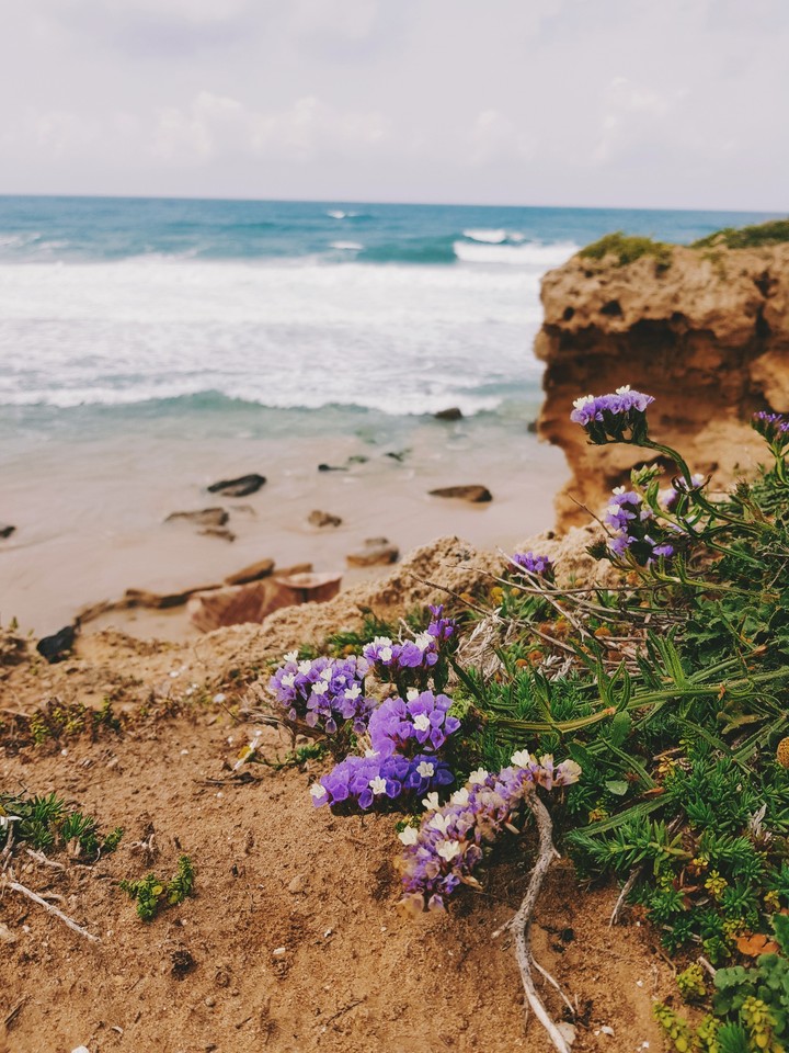 Цветы у моря