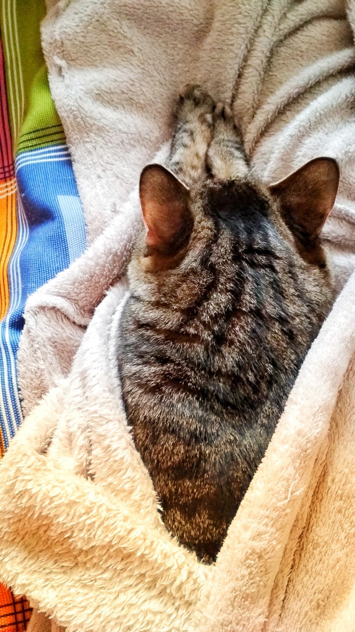 Gatito