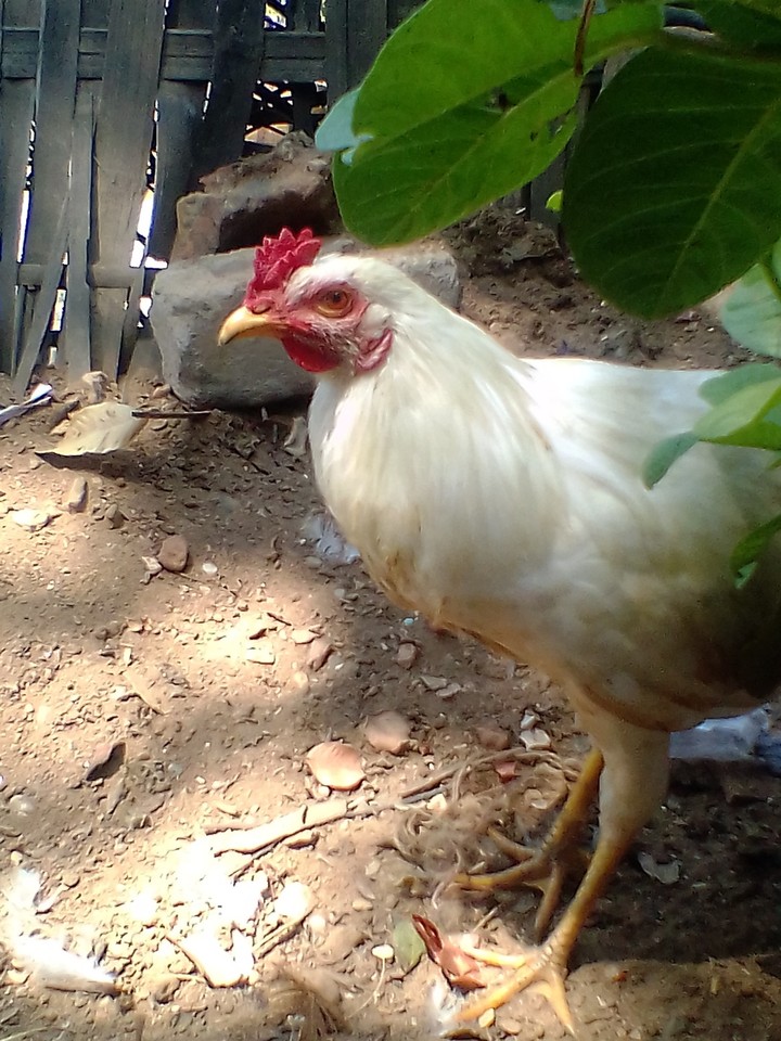 white cock