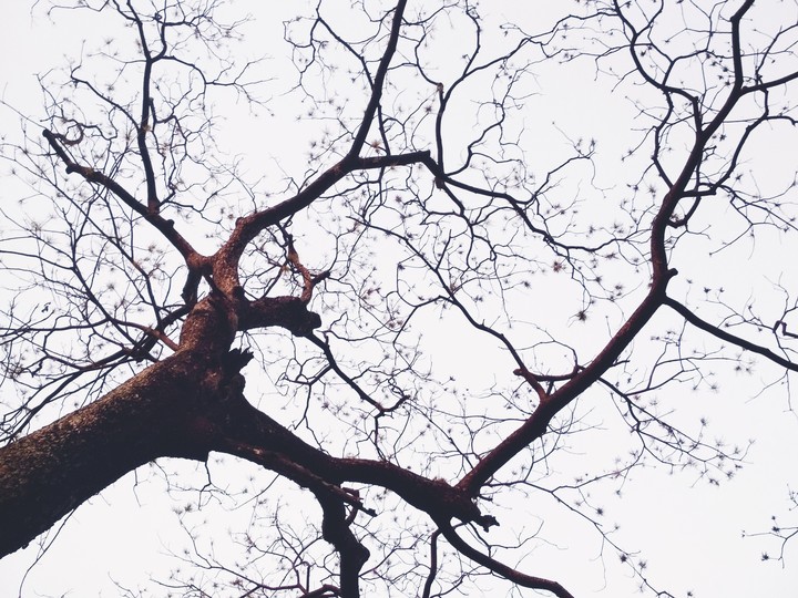 don't know the name of tree