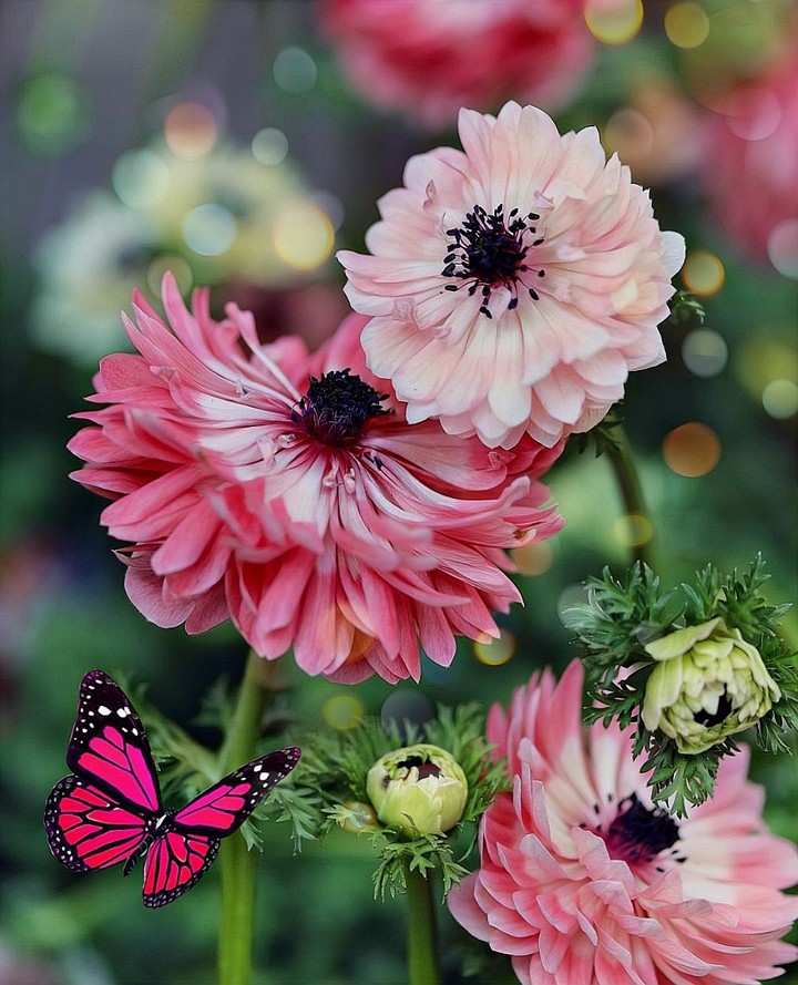 ❁❤️❁