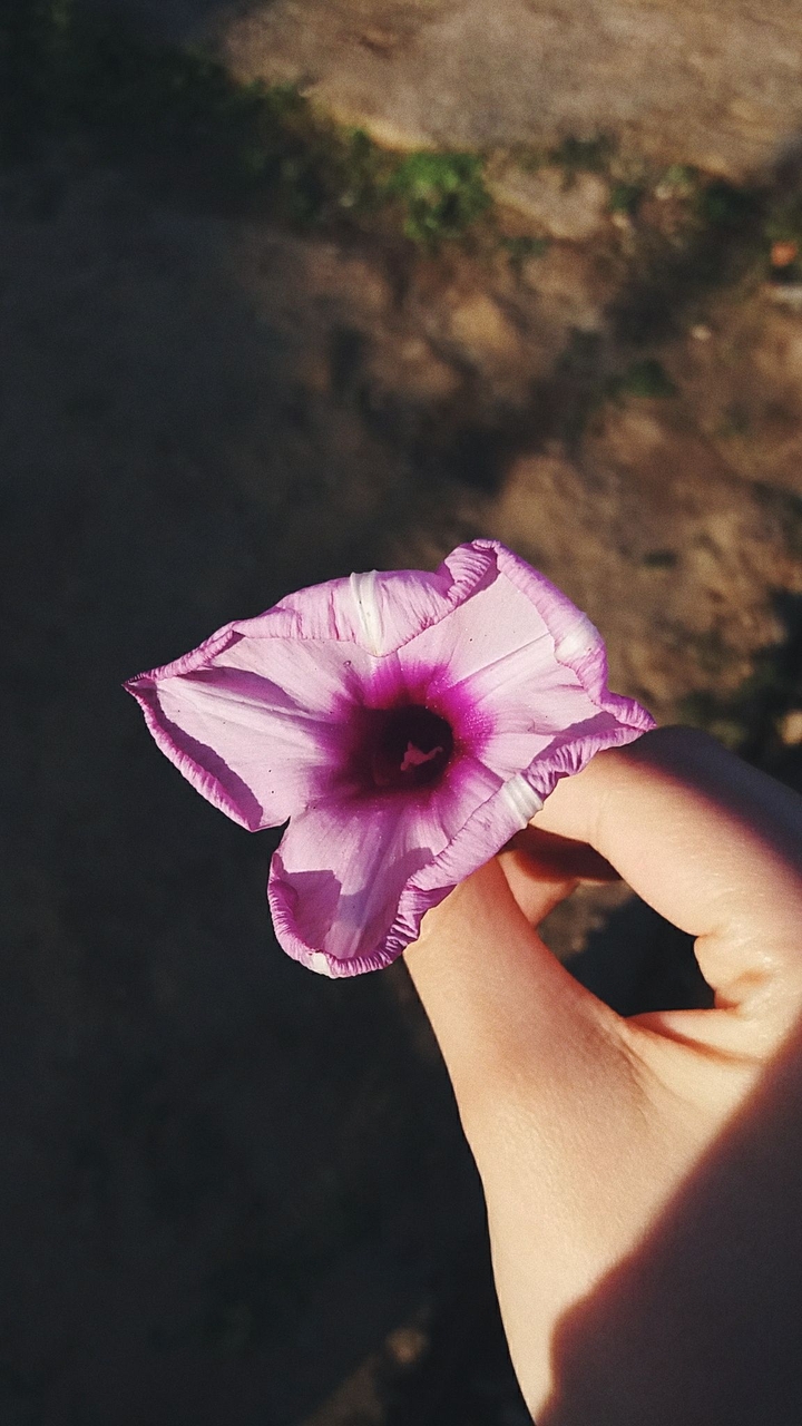 Flower