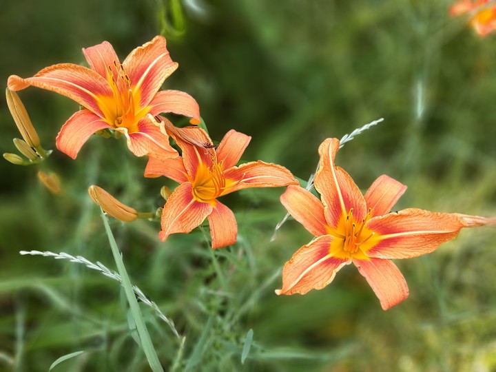 Lily