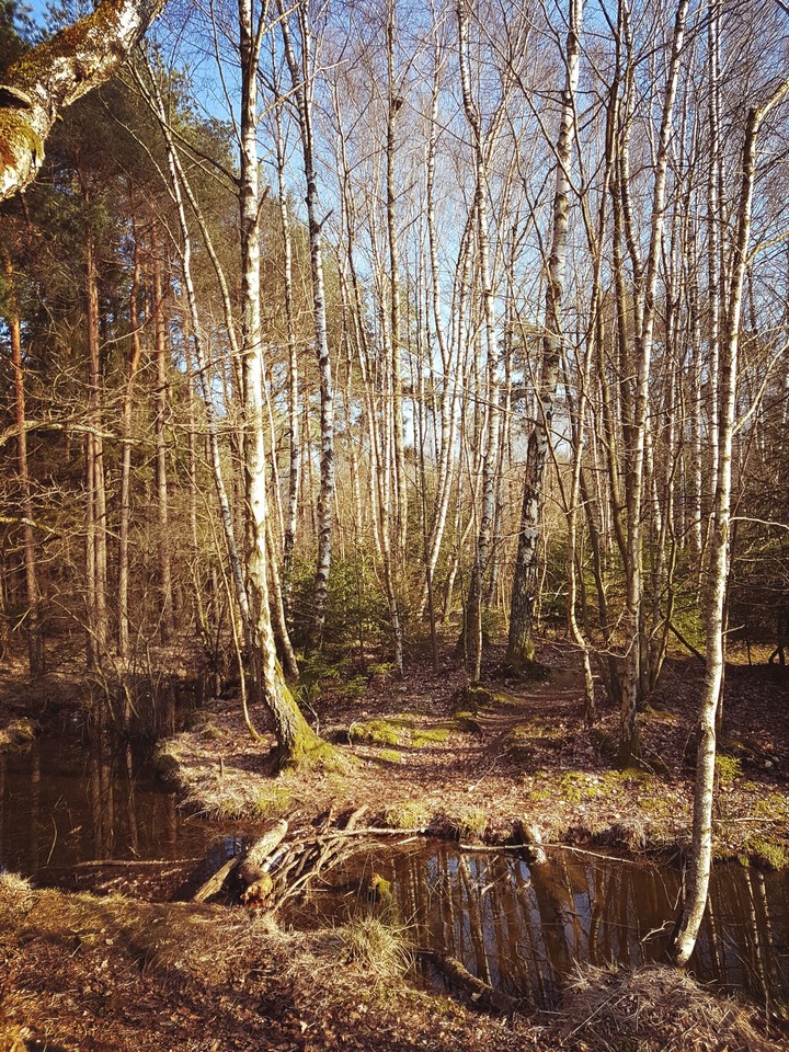 Natur 6