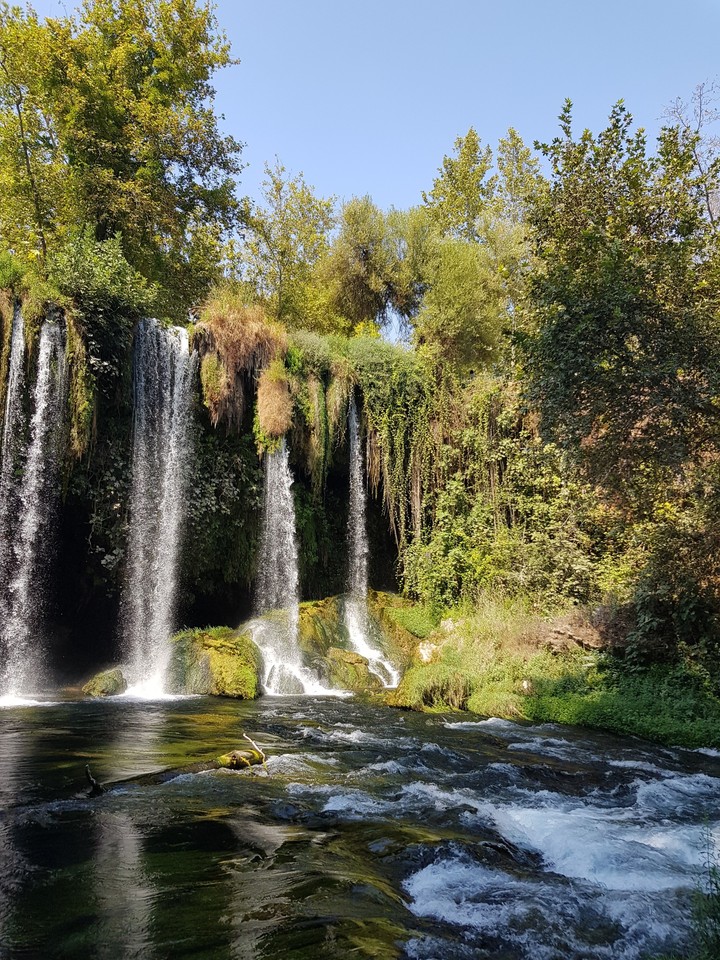 turkey