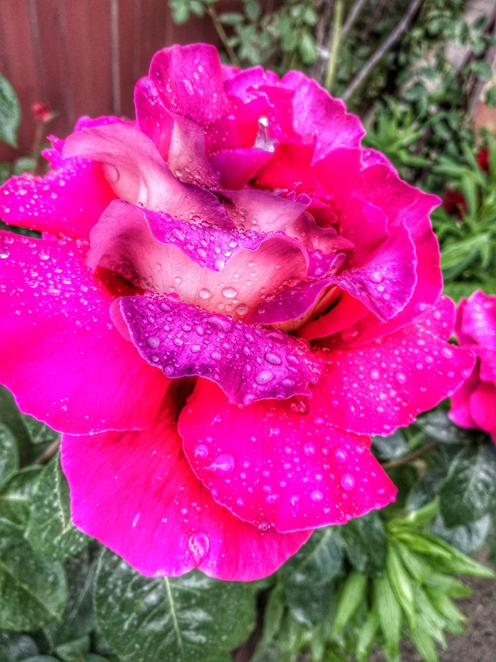 Rose