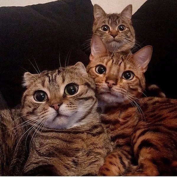 cute kittens