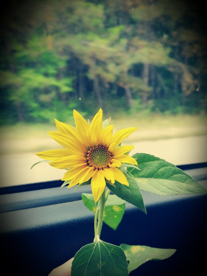young sunflower