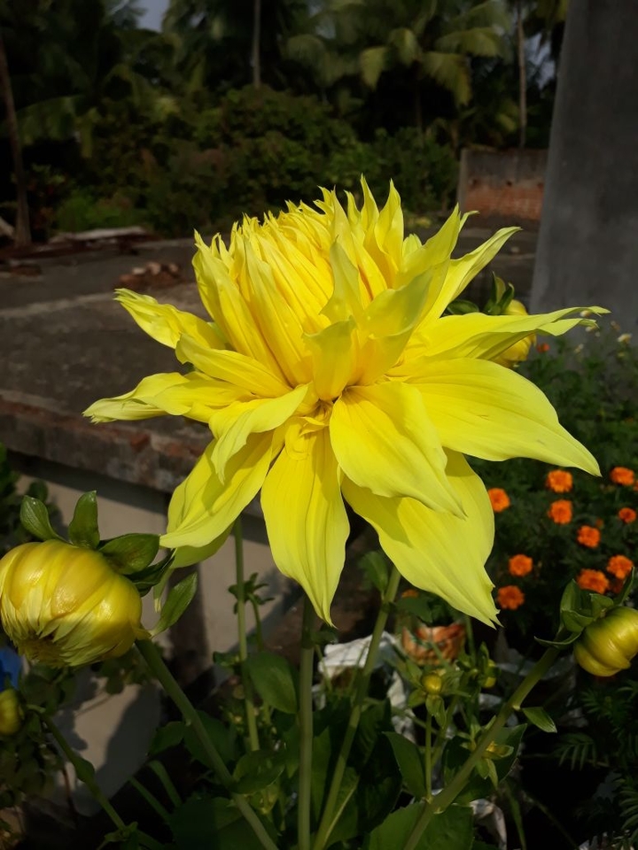flower