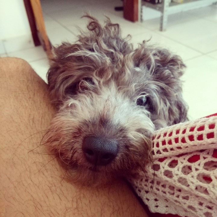 dog